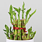 Two Layer Bamboo Plant In Maa Pot