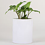 Syngonium Plant In Ceramic Pot For Mom