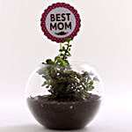 Beautiful Jade Plant Terrarium For Best Mom