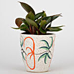 Philodendron Red Plant In Ceramic Pot