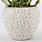 Pothos Plant In Artistic Ceramic Pot