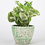 Pothos Plant In Green Artsy Ceramic Pot