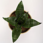 Snakeskin Sansevieria Plant In Ceramic Pot