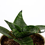 Snakeskin Sansevieria Plant In Ceramic Pot