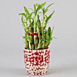 2 Layer Bamboo In Designer Ceramic Pot