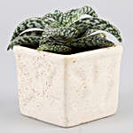 Aloe Snowflake Plant In Ceramic Pot
