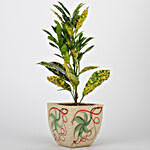 Baby Croton Plant In Printed Ceramic Pot