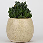 Echeveria Plant In Artistic Ceramic Pot