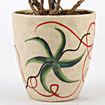 Ficus Dwarf Plant In Beautiful Ceramic Pot