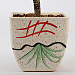 Ficus I Shaped Bonsai In Ceramic Pot