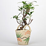 Ficus S Shaped In Basket Style Ceramic Pot