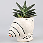 Gasteria Plant In Shell Shaped Ceramic Pot