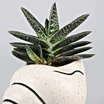 Gasteria Plant In Shell Shaped Ceramic Pot