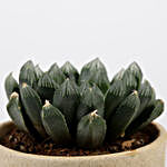 Haworthia Cooperi Plant In Decorative Ceramic Pot