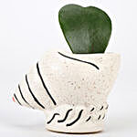 Hoya Plant In Shell Shaped Ceramic Pot