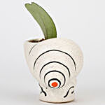 Hoya Plant In Shell Shaped Ceramic Pot