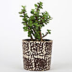 Jade Plant In Brown Artistic Ceramic Pot