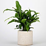 Marvellous Peace Lily In White Ceramic Pot