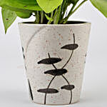 Money Plant In Designer Ceramic Pot