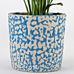Peace Lily Plant In Light Blue Ceramic Pot