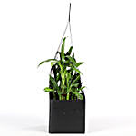 2 Layer Bamboo Plant With FNP Sleeve
