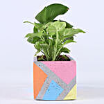 Foliage Plant Combo In Grey Concrete Pot