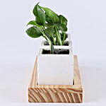 Hoya & Money Plant in Let Love Grow Concrete Pots