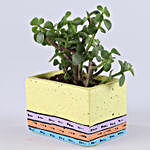 Jade Plant In Beautiful Concrete Bandbox Pot
