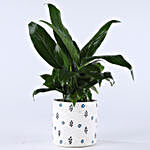 Peace Lily Plant In Printed Concrete Pot