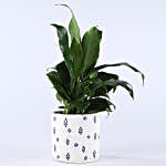 Peace Lily Plant In Printed Concrete Pot
