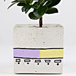 Ficus Compacta Plant In Concrete Pot