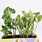 Foliage Plant Combo In Multicolor Concrete Pot