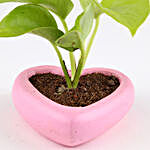 Golden Money Plant In Small Heart Concrete Pot