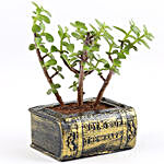 Jade Plant In Designer Book Concrete Pot