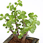 Jade Plant In Designer Book Concrete Pot