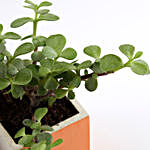 Jade Plant In Slanty Concrete Pot