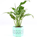 Peace Lily Plant In Hexathin Concrete Pot