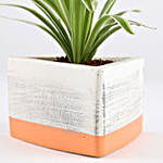 Spider Plant In Orange & Grey Concrete Pot