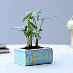 Syngonium Plant In Designer Book Concrete Pot