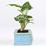 Syngonium Plant In Designer Book Concrete Pot