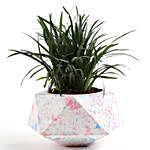 China Grass In Floater Concrete Pot