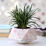 China Grass In Floater Concrete Pot