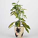 Baby Croton Plant In Ceramic Pot