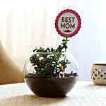 Beautiful Jade Plant Terrarium For Best Mom
