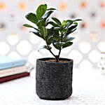 Ficus Compacta Plant In Recycled Grow Bag