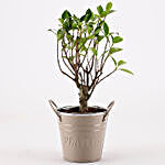 Ficus I Shape Bonsai Plant in Beige Metal Pot