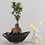 Ficus Microcarpa in Shell Pot With Oil Diffuser
