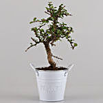 Ficus S Shaped Plant In White Metal Pot