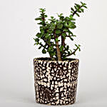 Jade Plant In Brown Artistic Ceramic Pot