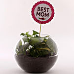 Money Plant in Glass Vase With Best Mom Tag
